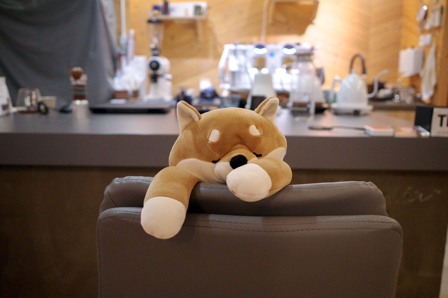 可愛小貓小狗為您改善坐姿