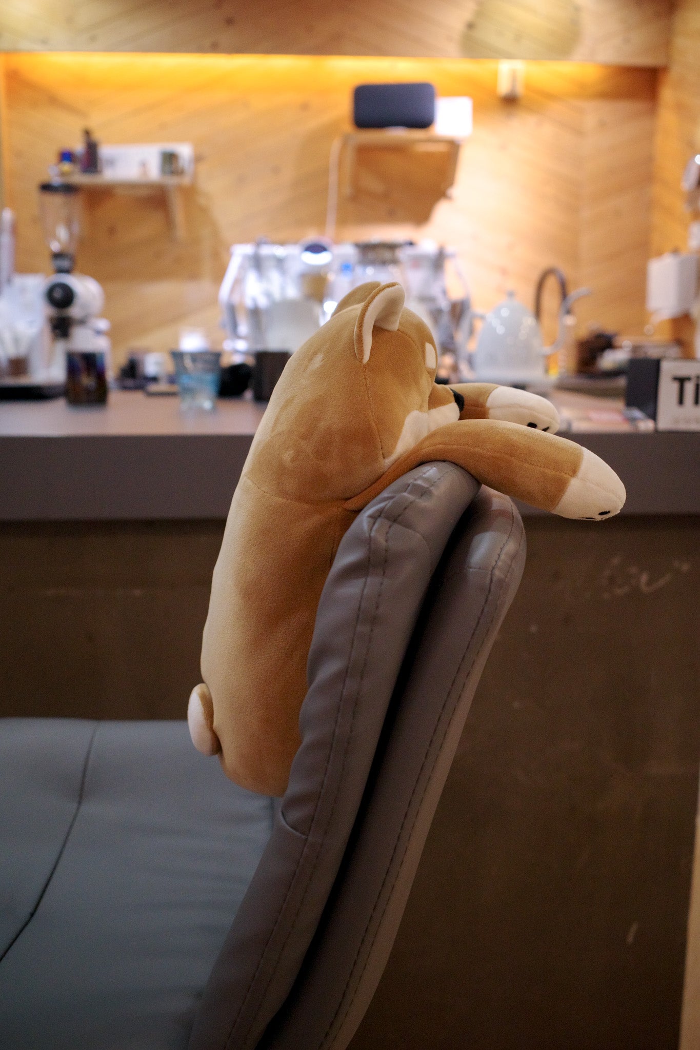 可愛小貓小狗為您改善坐姿