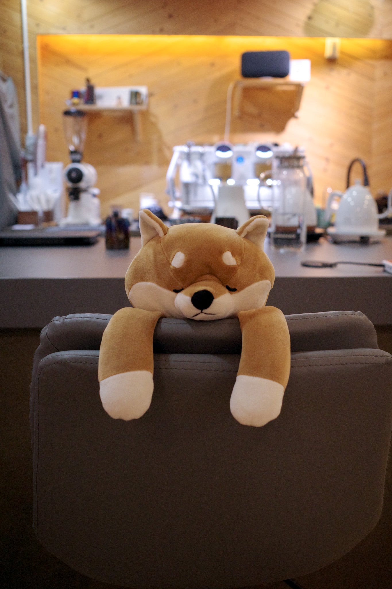 可愛小貓小狗為您改善坐姿